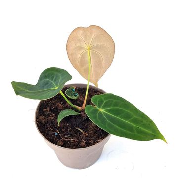 Anthurium RED FENIX