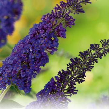 Buddleja davidii 'Empire Blue'