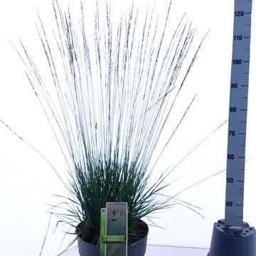 Molinia caerulea 'Heidebraut'