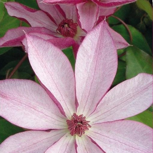 Clematis 'Omoshiro' (EL)