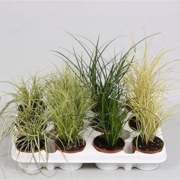 Carex MIX