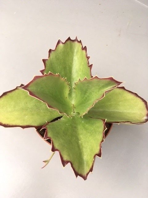 Kalanchoe synsepala