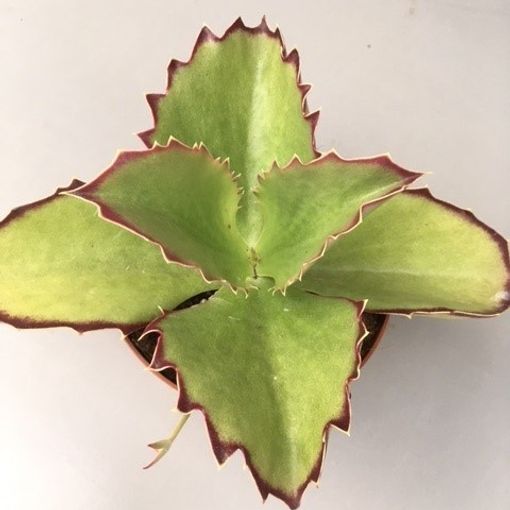 Kalanchoe synsepala