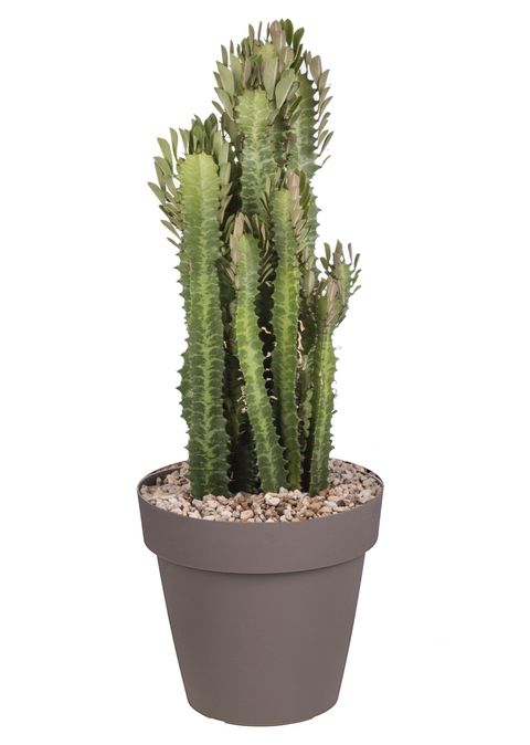 Euphorbia trigona