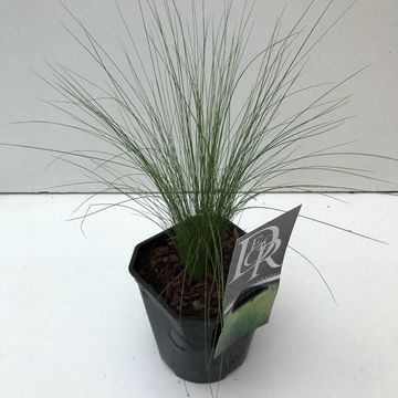 Stipa tenuissima 'Ponytails'