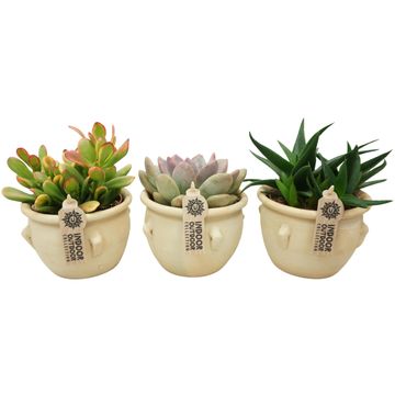 Succulents MIX IN POT