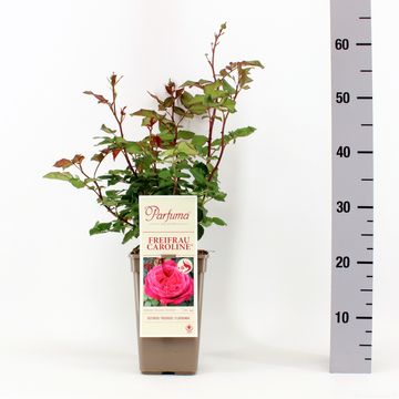 Rosa FREIFRAU CAROLINE