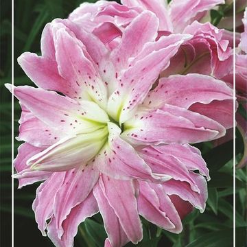 Lilium 'Lotus Elegance'