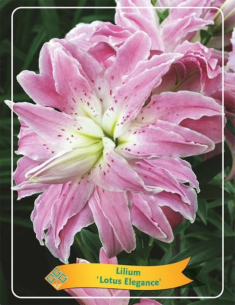 Lilium 'Lotus Elegance'