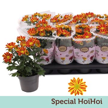 Chrysanthemum HOIHOI