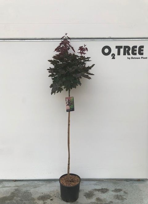 Acer platanoides 'Crimson Sentry'