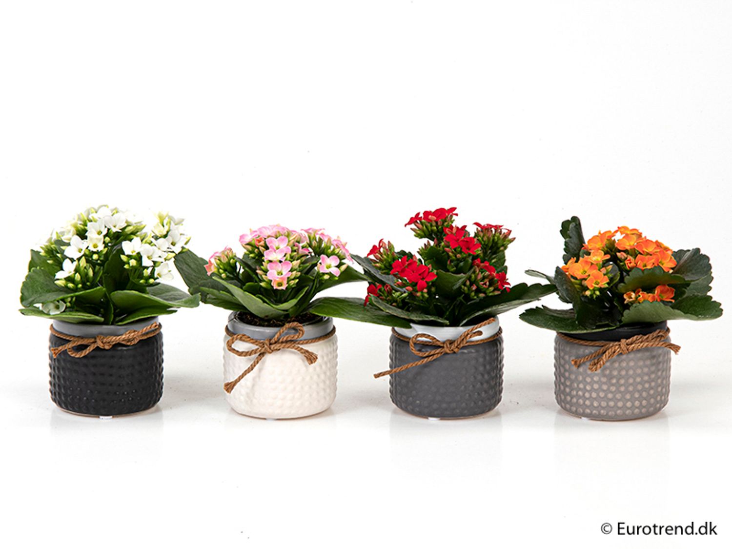 Kalanchoe blossfeldiana MIX — Plant Wholesale FlorAccess