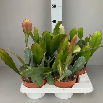 Epiphyllum 'Van Volker'