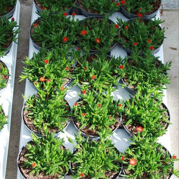 Delosperma cooperi LIDO ORANGE WITH EYE
