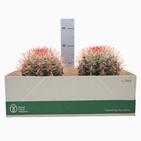 Ferocactus stainesii