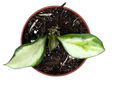 Hoya heuschkeliana 'Variegata'