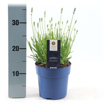 Lavandula angustifolia 'Felice White'