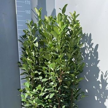 Prunus laurocerasus 'Obelisk'
