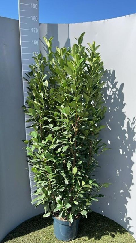 Prunus laurocerasus 'Obelisk'