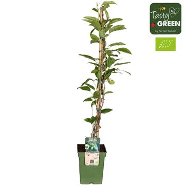 Actinidia arguta 'Issai'