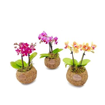 Phalaenopsis MIX