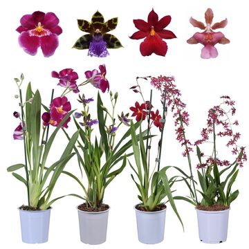 Orchid MIX