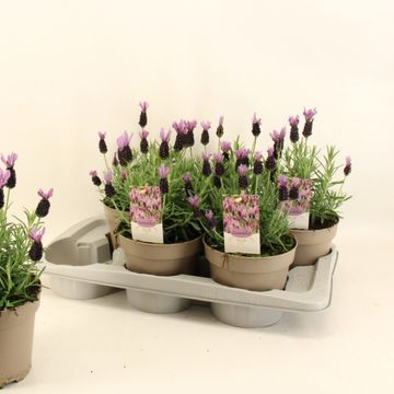 Lavandula stoechas 'Toscane'