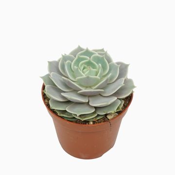 Echeveria 'Lola'