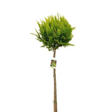 Chamaecyparis lawsoniana 'Stardust'