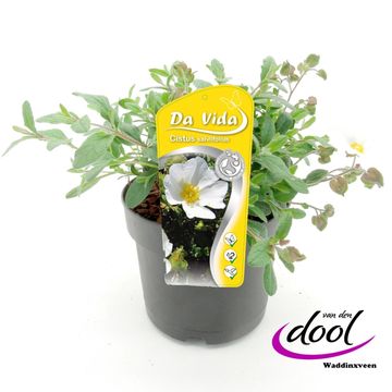 Cistus salviifolius