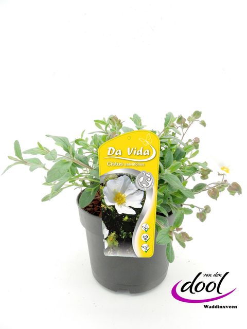 Cistus salviifolius