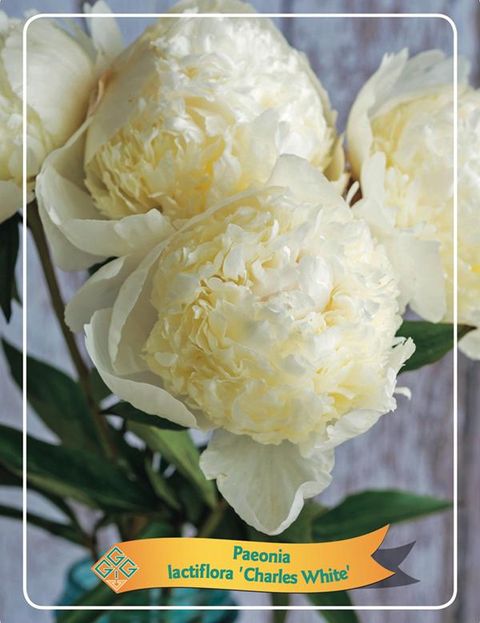 Paeonia 'Charle’s White'