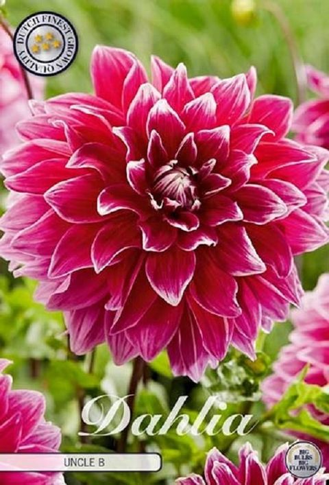 Dahlia 'Uncle B'