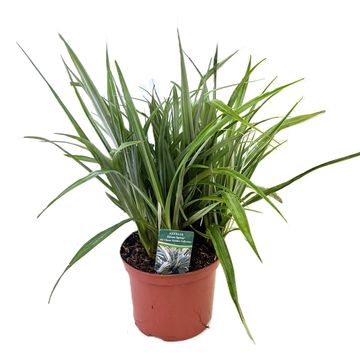 Astelia 'Silver Shadow'