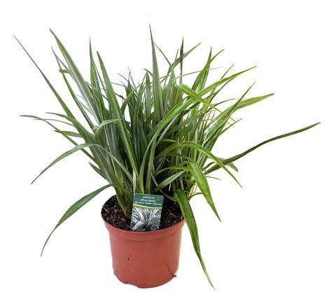 Astelia 'Silver Shadow'