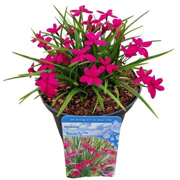 Rhodohypoxis 'Beverly'