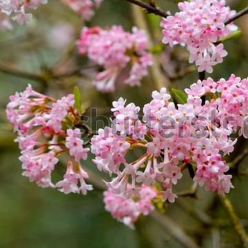 Viburnum x bodnantense 'Dawn'