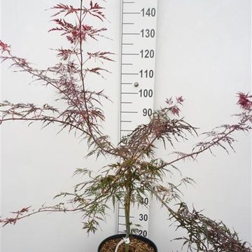 Acer palmatum 'Файер Крекер'