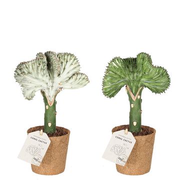 Euphorbia lactea CRISTATA MIX