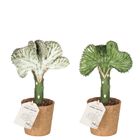 Euphorbia lactea CRISTATA MIX