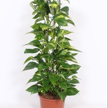 Epipremnum Pinnatum Albo Variegated 6″ pot – 305 Greenery, Inc.