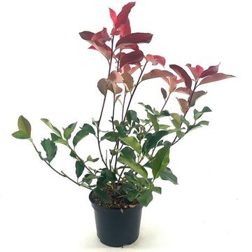 Photinia x fraseri 'Camilvy'