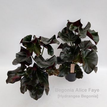 Begonia 'Alice Faye'