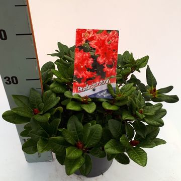 Rhododendron 'Scarlet Wonder' (F)