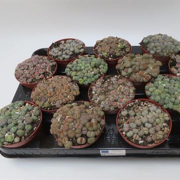 Lithops MIX