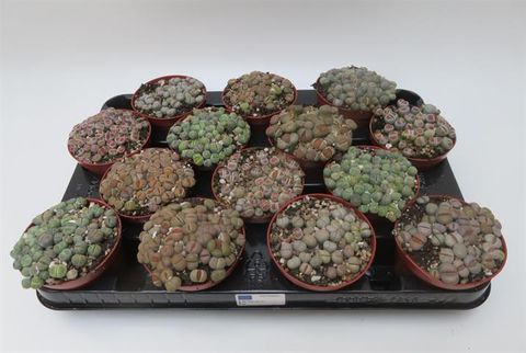 Lithops MIX