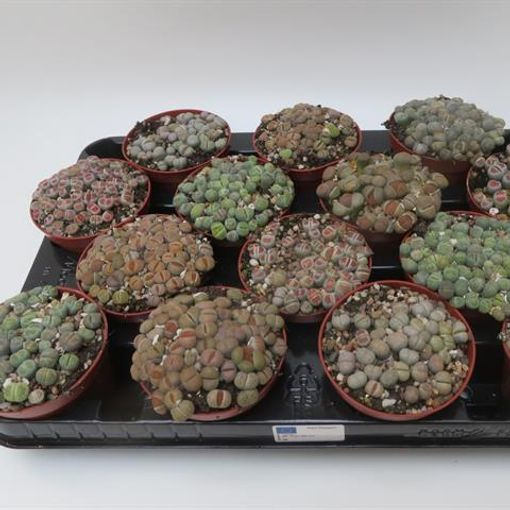 Lithops MIX