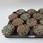 Lithops MIX