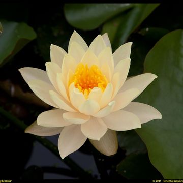 Nymphaea 'Clyde Ikins'