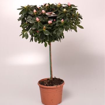 Rhododendron AZALEA MIX